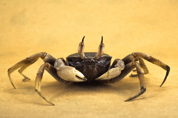 Ghost crab Brown background Ocypode ceratophthalmus from phuket Thailand
