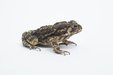 Toad Amphibian White Background form phuket Thailand
