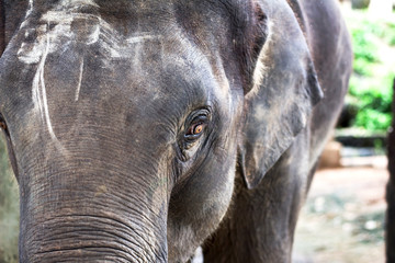Fototapeta premium Close-up elephant in thailand
