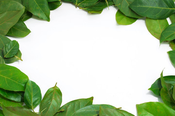 Copy space Leaves White background  Archidendron jiringa (Jack) I.C. Nielsen.