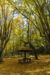 Naklejka premium Autumn Landscape with yellow Trees near Devil town in Radan Mountain, Serbia