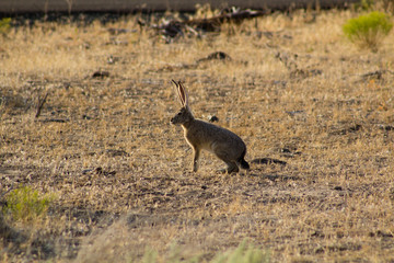 hare in high desert shrubs