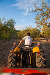 Harvest time: farmer on his tractor in an almond grove, Noto, Sicily 