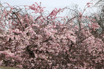 Obraz premium arbre rose by JerkovicK