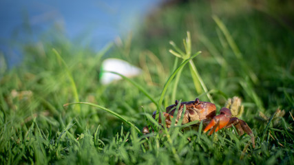 LE petit crabe vagabond