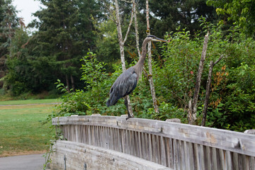 great blue heron
