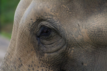 elephant eye