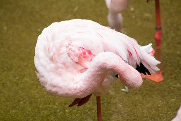 flamingo grooming
