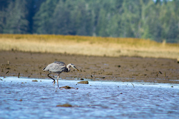 blue heron in river