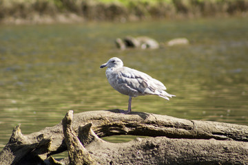 seagull on log in river