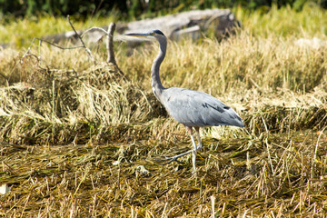 blue heron in grass