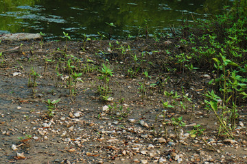 dirt, pebbles, weeds, and water