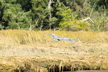 blue heron flying