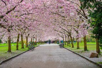 Park with alley of blossoming red cherry trees.