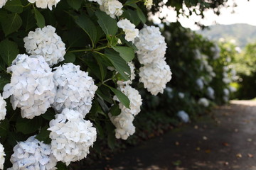 あじさいの咲く風景
