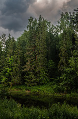 Fototapeta na wymiar trees in forest