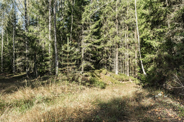 the forest edge is lit by the sun, abandoned road in a coniferous forest, nature abstract background