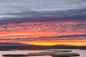 Flock of Great White Pelicans perched in the Marshlands of Baylands Nature Preserve with Dusk...
