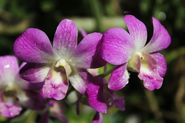 Closeup pink orchid or phalaenopsis flower.