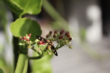 Bug on cissus quadrangularis flower.