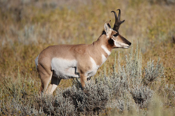The Stocky Pronghorn Buck