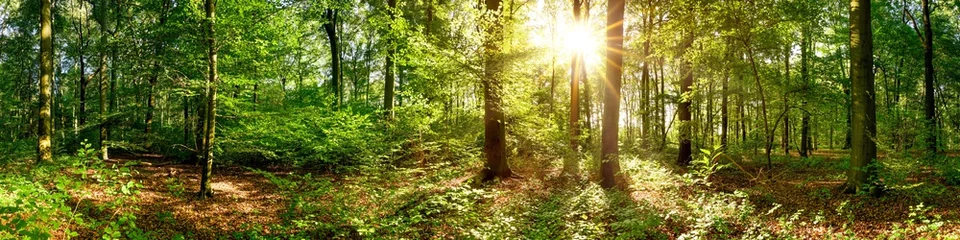 Foto auf Alu-Dibond Wunderschönes Waldpanorama mit strahlender Sonne durch die Bäume © Günter Albers