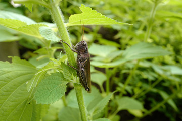 The grasshopper hangs on the perilla plant.