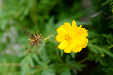 Cosmos drops the petals to make a new flower again.