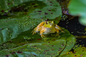 Fototapeta premium Frog Lilypad