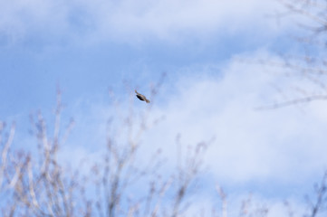 Black Vulture in banking turn