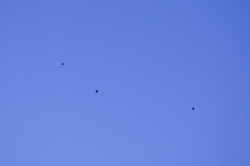 3 Birds