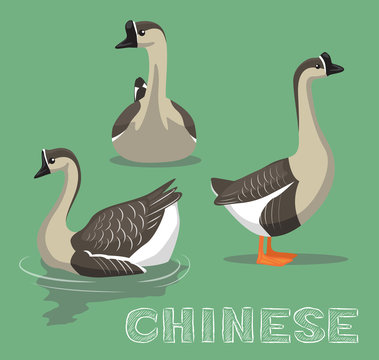 Domestic Goose Chinese Cartoon Vector Illustration