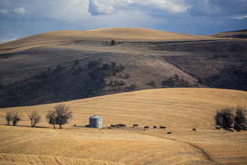 Cows & Silo