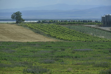 Fototapeta na wymiar Agriculture Spain