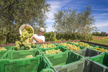Mann bei der Weinlese