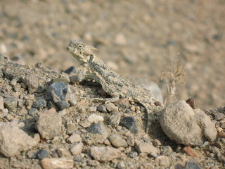 horned lizard natural camouflage