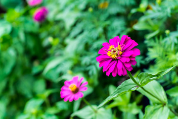 Small trees in the garden  