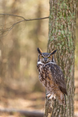 Great Horned Owd