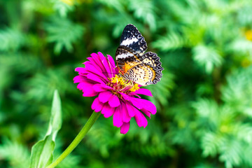 Small trees in the garden  