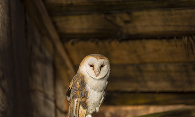 Barn Owl