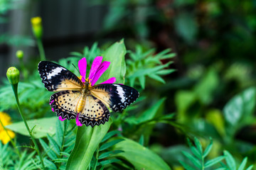 Small trees in the garden  