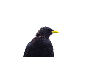 Fototapeta premium Schwarze Alpendohle isoliert