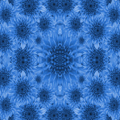 Beautiful chrysanthemum flower for background