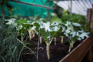 Swiss Chard & Green Onions