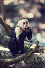 Speak No Monkey