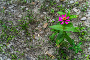 Small trees in the garden  