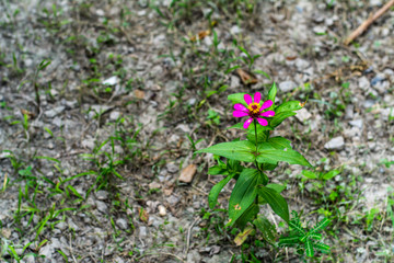 Small trees in the garden  