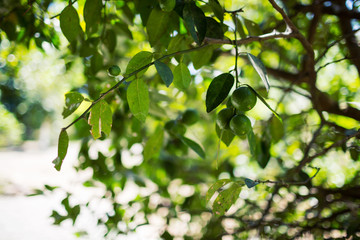 Obraz premium Hanging Limes 