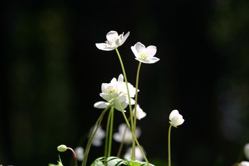 ニリンソウ　Anemone flaccida