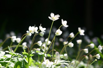ニリンソウ　Anemone flaccida